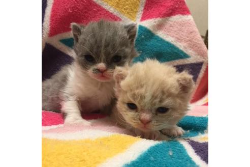 成約済の大阪府のセルカークレックス-3133の3枚目