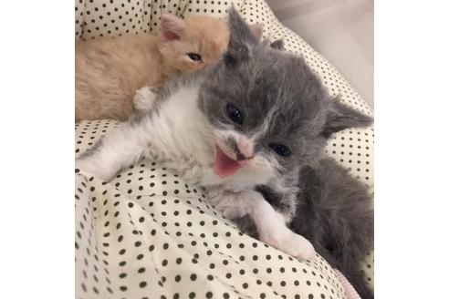 成約済の大阪府のセルカークレックス-3133の2枚目