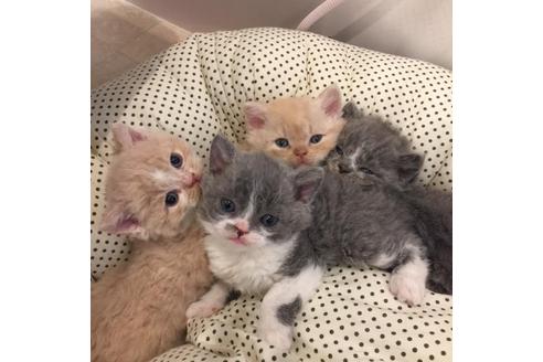 成約済の大阪府のセルカークレックス-3133の1枚目