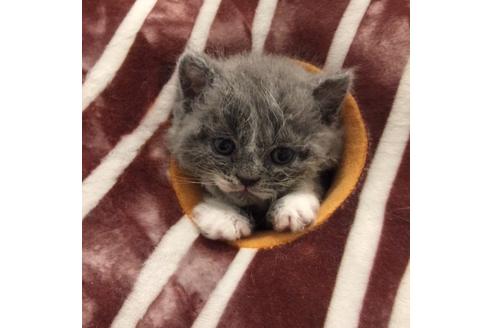 成約済の大阪府のセルカークレックス-3134の4枚目