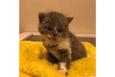 成約済の大阪府のセルカークレックス-3134の2枚目