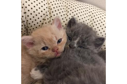 成約済の大阪府のセルカークレックス-3134の1枚目