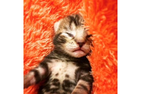 成約済の大阪府のスコティッシュフォールド-3141の5枚目