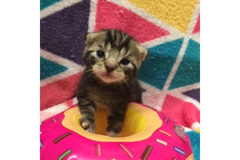 成約済の大阪府のスコティッシュフォールド-3141の4枚目