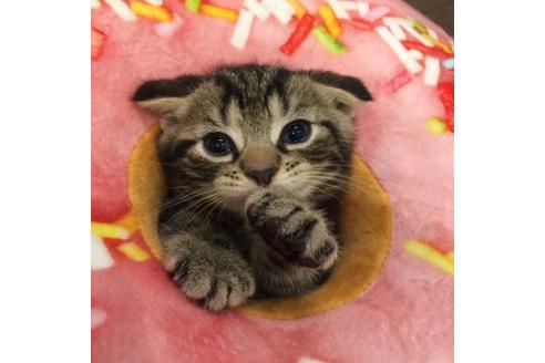 成約済の大阪府のスコティッシュフォールド-3141の3枚目