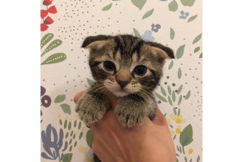 成約済の大阪府のスコティッシュフォールド-3141の2枚目