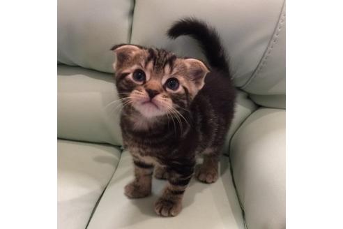 成約済の大阪府のスコティッシュフォールド-3141の1枚目