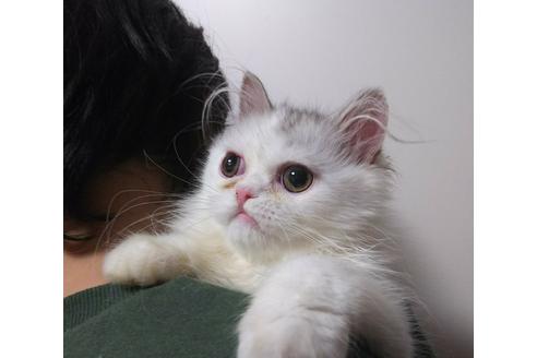 成約済の愛知県のペルシャ-2993の4枚目