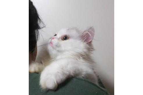 成約済の愛知県のペルシャ-2993の3枚目