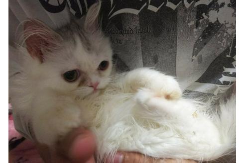 成約済の愛知県のペルシャ-2993の2枚目