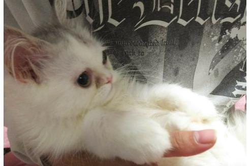 成約済の愛知県のペルシャ-2993の1枚目