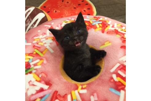 成約済の大阪府のアメリカンショートヘア-3217の5枚目