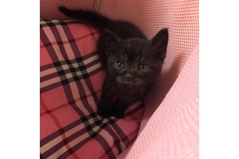 成約済の大阪府のアメリカンショートヘア-3217の4枚目