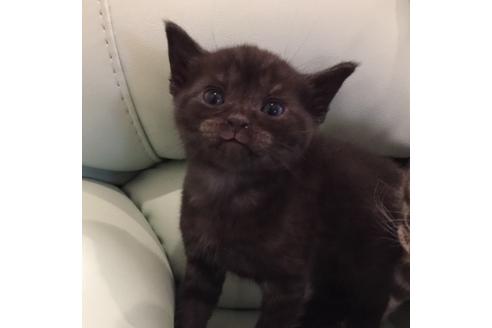 成約済の大阪府のアメリカンショートヘア-3217の3枚目