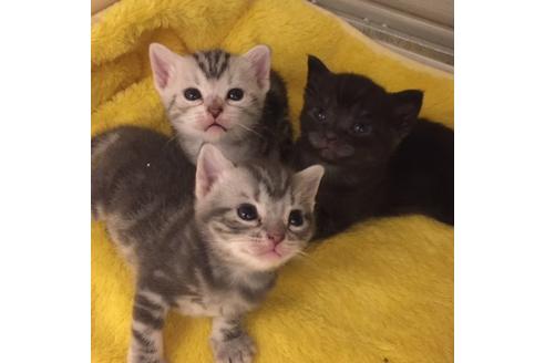 成約済の大阪府のアメリカンショートヘア-3217の2枚目