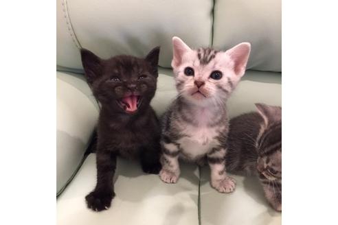 成約済の大阪府のアメリカンショートヘア-3217の1枚目