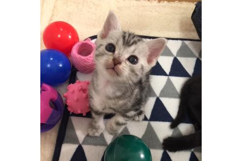 成約済の大阪府のアメリカンショートヘア-3218の5枚目