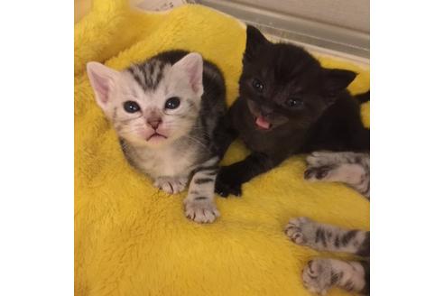 成約済の大阪府のアメリカンショートヘア-3218の3枚目