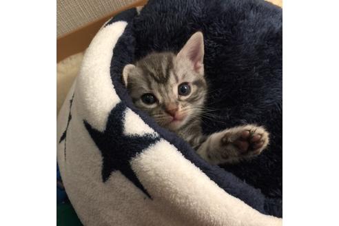 成約済の大阪府のアメリカンショートヘア-3219の5枚目