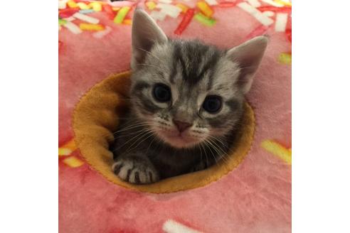 成約済の大阪府のアメリカンショートヘア-3219の4枚目