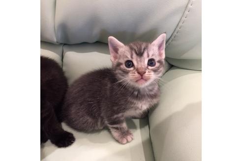 成約済の大阪府のアメリカンショートヘア-3219の3枚目