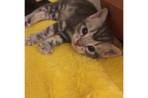 成約済の大阪府のアメリカンショートヘア-3219の2枚目