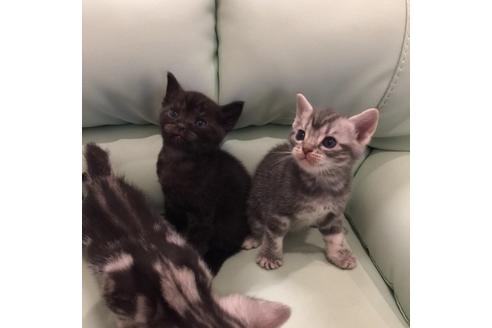 成約済の大阪府のアメリカンショートヘア-3219の1枚目