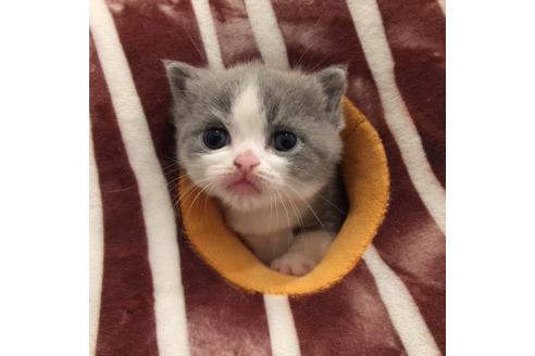 成約済の大阪府のブリティッシュショートヘア-3240の3枚目