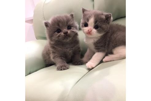 成約済の大阪府のブリティッシュショートヘア-3240の2枚目