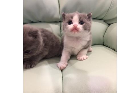 成約済の大阪府のブリティッシュショートヘア-3240の1枚目