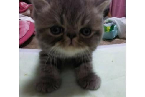 成約済の愛知県のエキゾチックショートヘア-3256の5枚目