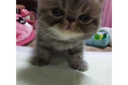 成約済の愛知県のエキゾチックショートヘア-3256の4枚目