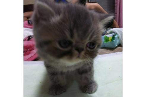 成約済の愛知県のエキゾチックショートヘア-3256の3枚目