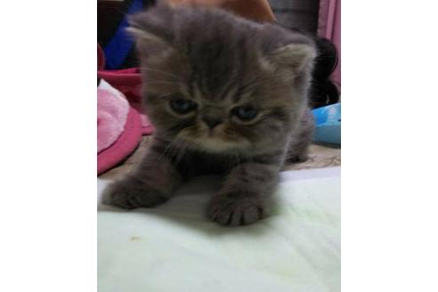 成約済の愛知県のエキゾチックショートヘア-3256の1枚目