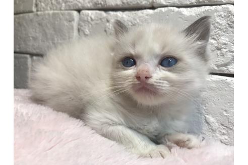 販売中の群馬県のラグドール-3263の4枚目