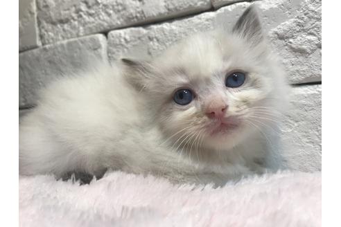 販売中の群馬県のラグドール-3264の4枚目