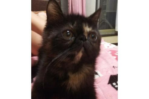 成約済の愛知県のエキゾチックショートヘア-3214の4枚目