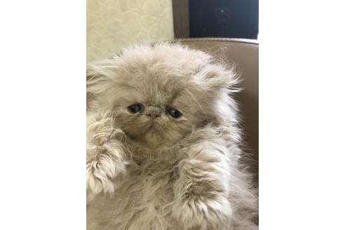 成約済の京都府のエキゾチックロングヘア-3280の5枚目