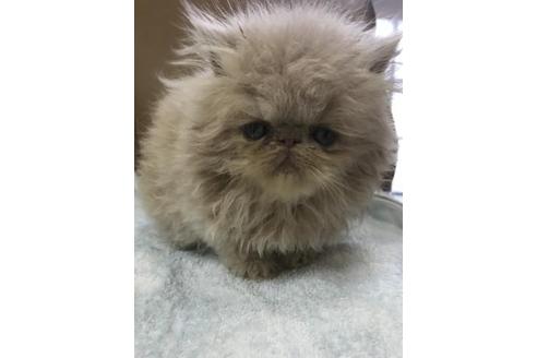 成約済の京都府のエキゾチックロングヘア-3280の4枚目