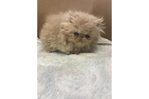 成約済の京都府のエキゾチックロングヘア-3280の1枚目