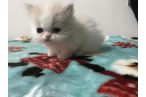 成約済の京都府のミヌエット-3281の4枚目