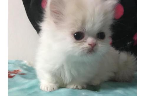 成約済の京都府のミヌエット-3281の3枚目