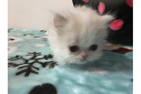 成約済の京都府のミヌエット-3281の2枚目