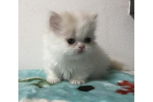 成約済の京都府のミヌエット-3281の1枚目