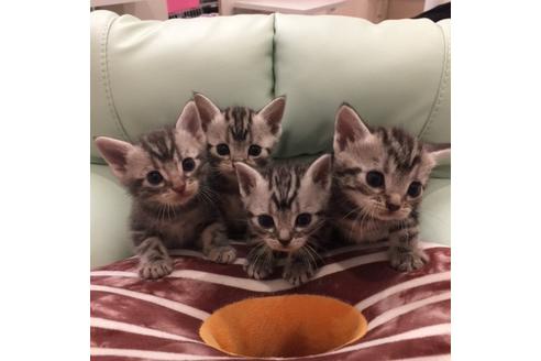 成約済の大阪府のアメリカンショートヘア-3317の4枚目