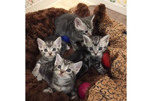 成約済の大阪府のアメリカンショートヘア-3317の3枚目