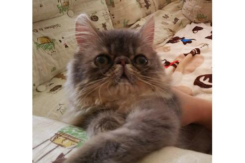 成約済の愛知県のエキゾチックショートヘア-3213の4枚目