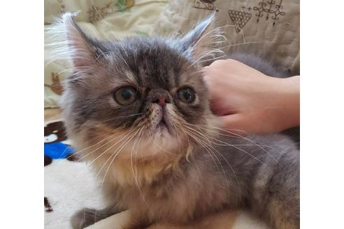 成約済の愛知県のエキゾチックショートヘア-3213の2枚目