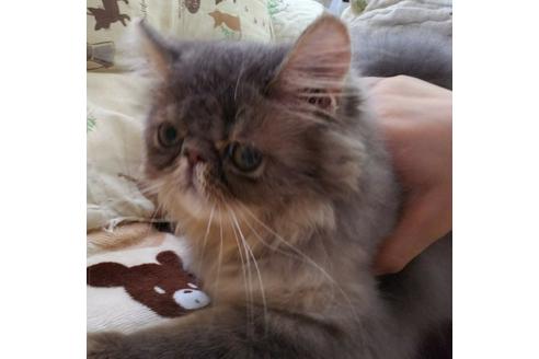 成約済の愛知県のエキゾチックショートヘア-3213の1枚目