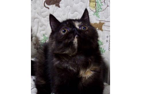 成約済の愛知県のエキゾチックショートヘア-3214の3枚目